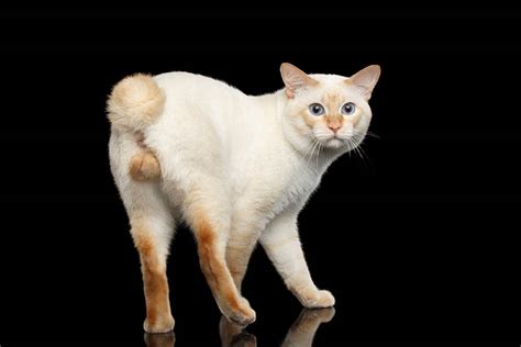 Behavior Of Unneutered Male Cats