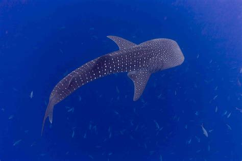 Behavior Of Whale Sharks