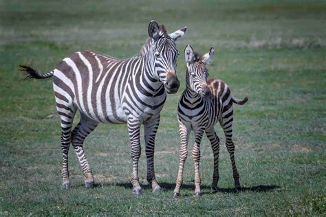 Behavior Of Zebra