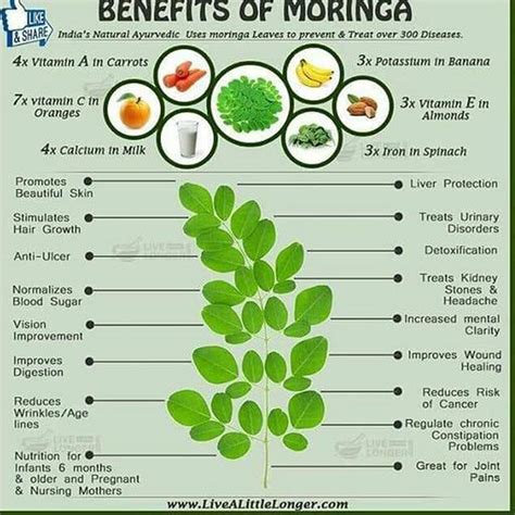 Benefits Of Moringa Leaves