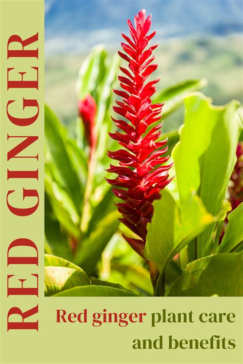 Benefits Of Red Ginger