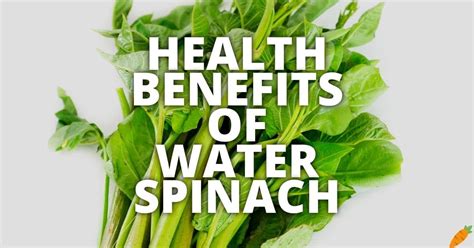 Benefits Of Water Spinach