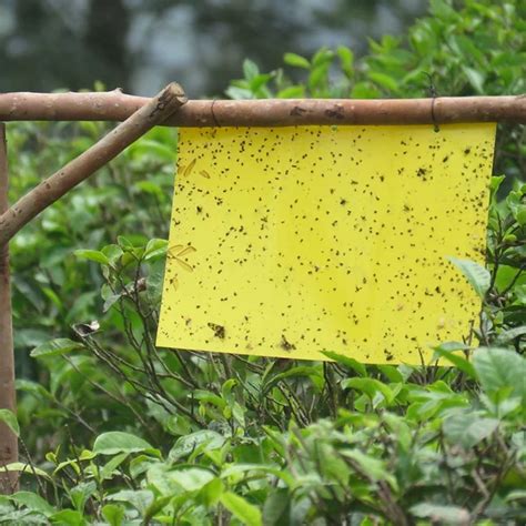 Benefits Of Yellow Sticky Trap