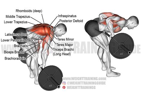 Bent Over Rows Muscles Worked
