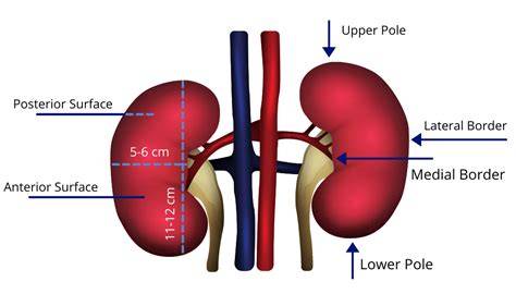Better Than Vs Superior To Kidney