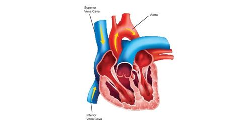 Better Than Vs Superior To The Heart