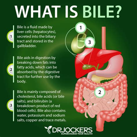 Bile Produced By What