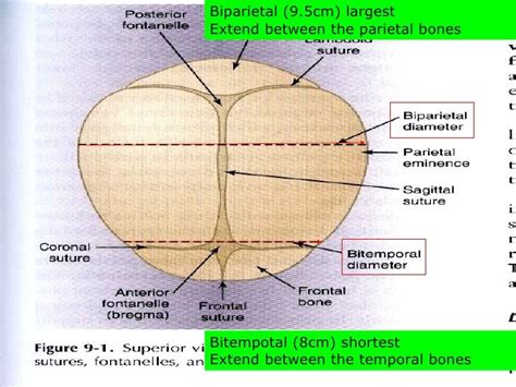 Biparietal Diameter Meaning
