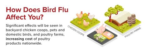 Bird Flu Does It Affect Eggs