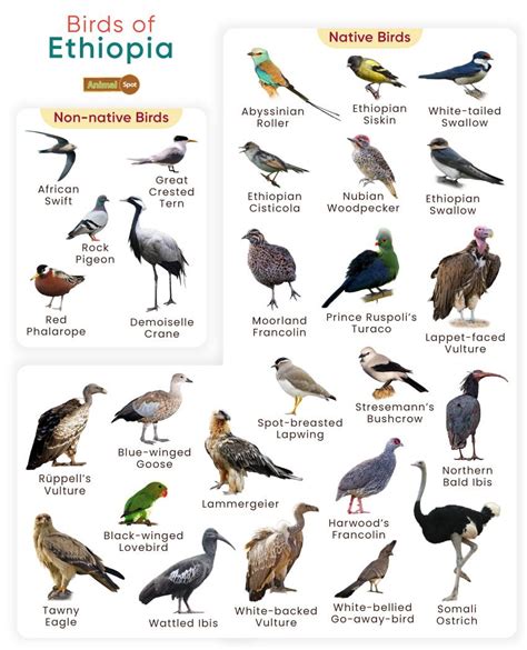 Birds Endemic To Ethiopia