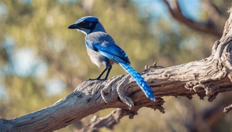 Birds Endemic To Florida