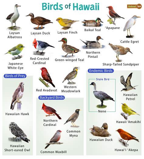 Birds Endemic To Hawaii