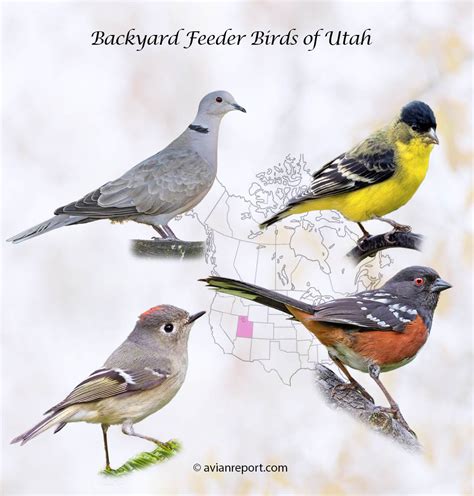 Birds Endemic To Utah