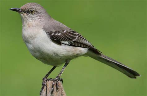 Birds Endemic To Virginia