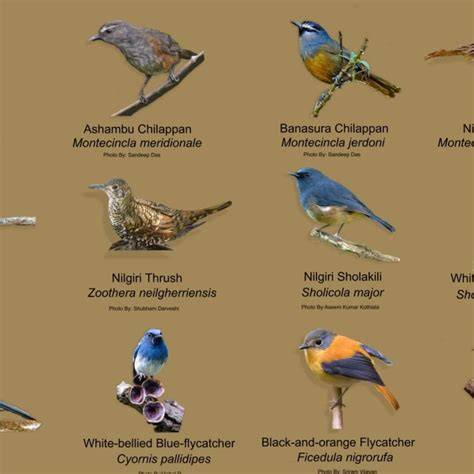 Birds Endemic To Western Ghats