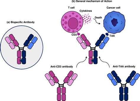 Bispecific Antibody Definition
