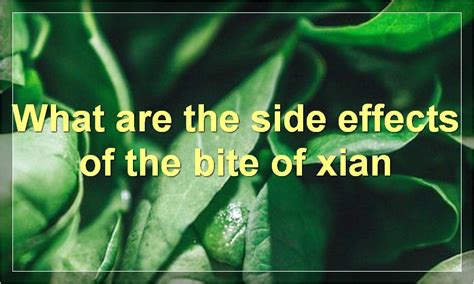 Bite Of Xian