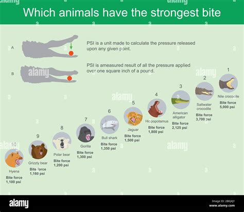 Bite Pressure Of A Human