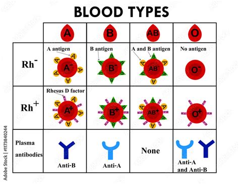 Blood Type B
