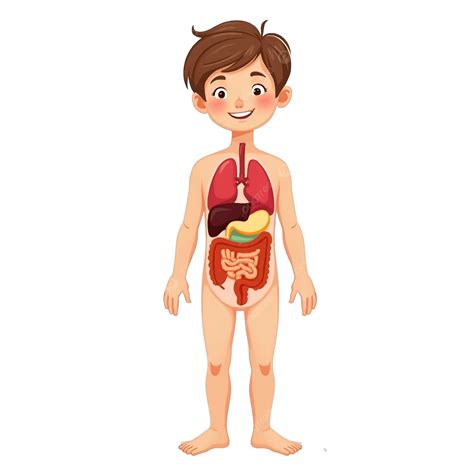 Body Anatomy Kids