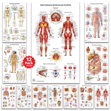 Body Anatomy That Starts With N