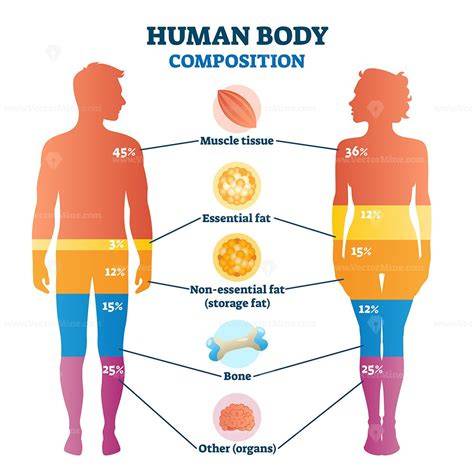 Body Composition Definition