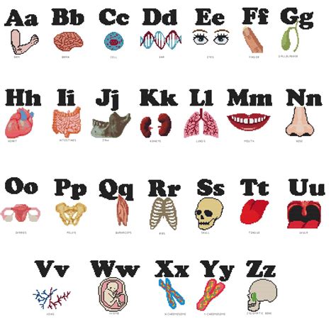 Body Parts By Alphabet