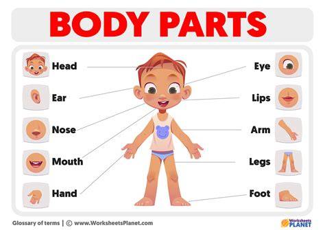 Body Parts That Ends With N