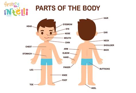 Body Parts That Tart With N