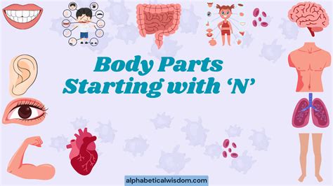 Body Parts With The Letter N