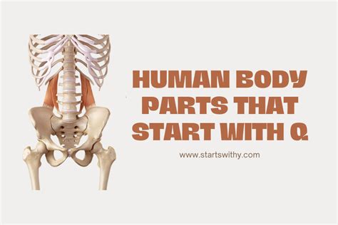 Body Parts With The Letter Q