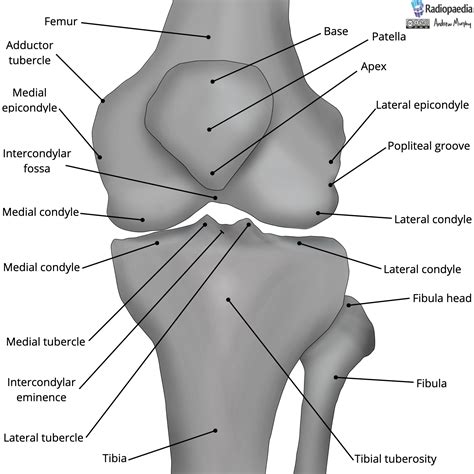 Bone Anatomy Of Knee Joint