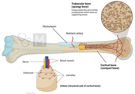 Bone Images