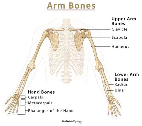 Bones In Arm