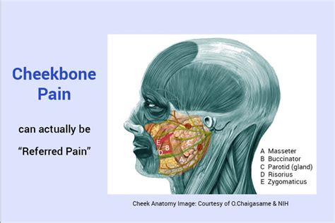 Booty Cheek Pain