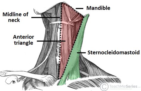 Borders Of Anterior Triangle Of Neck