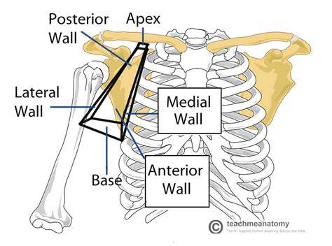 Borders Of Axillary Dissection