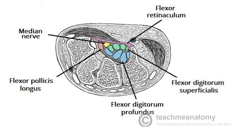 Borders Of Carpal Tunnel