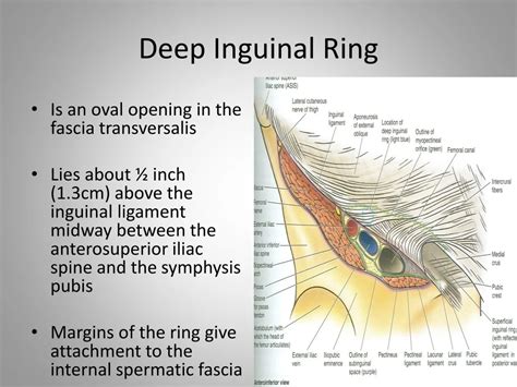 Borders Of Deep Inguinal Ring