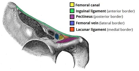 Borders Of Femoral Ring