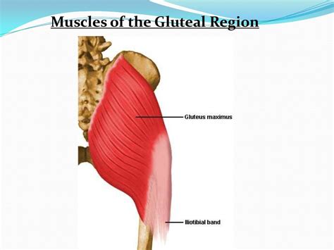 Borders Of Gluteal Region