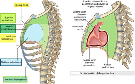 Borders Of Mediastinum
