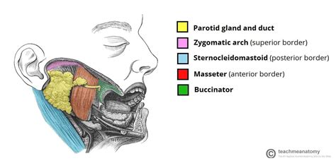 Borders Of Parotid Gland