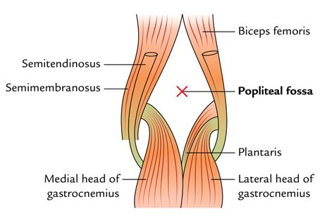 Borders Of Popliteal Fossa