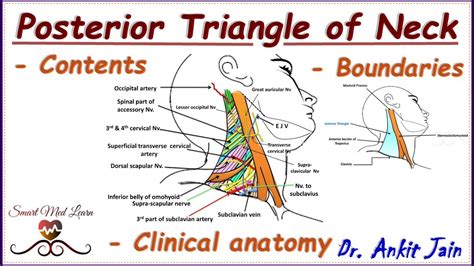 Borders Of Posterior Triangle Of Neck