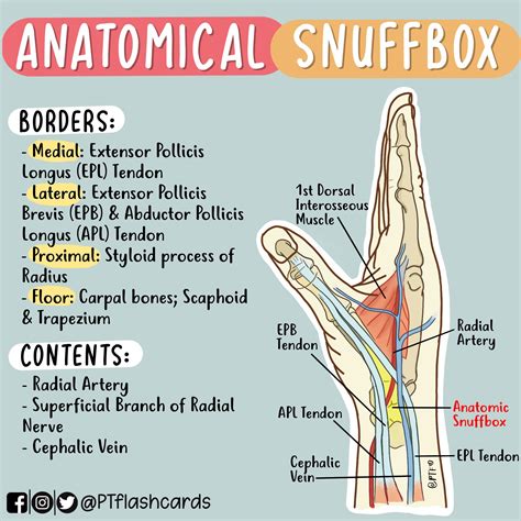 Borders Of The Anatomical Snuff Box