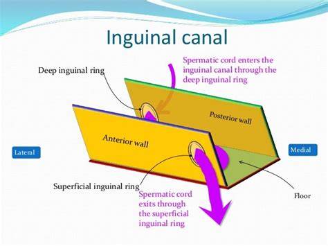 Borders Of The Inguinal Canal