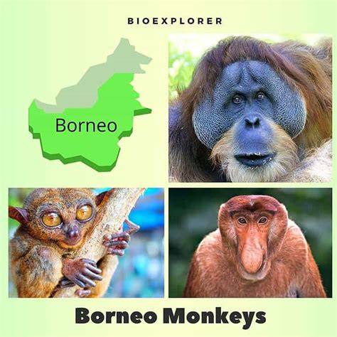 Borneo Endemic