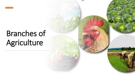 Branches Of Agriculture