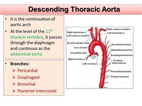 Branches Of Descending Thoracic Aorta